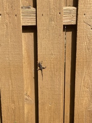 Leiocephalus carinatus