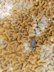 Pogonognathellus dubius