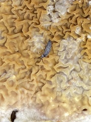 Pogonognathellus dubius