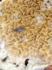 Pogonognathellus dubius