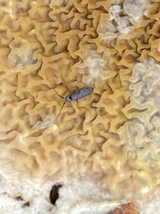 Pogonognathellus dubius