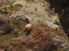 Cystiscidae