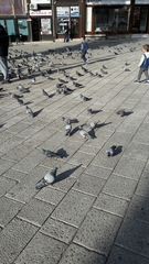 Columba livia domestica