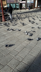 Columba livia domestica