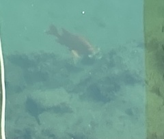 Hypsypops rubicundus