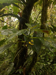Columnea strigosa