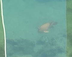Hypsypops rubicundus