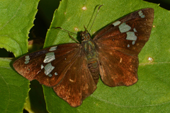 Celaenorrhinus songoensis