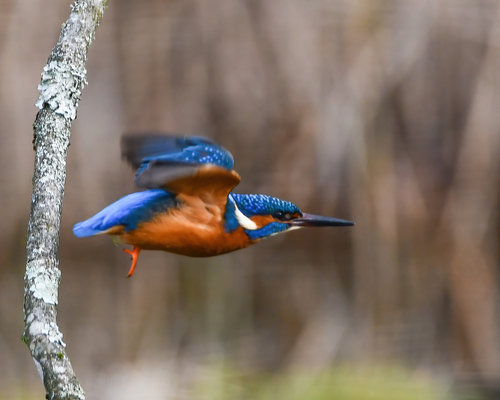 Martín pescador común (Alcedo atthis)