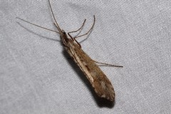 Glyphopsyche irrorata