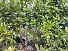 Cairina moschata domestica