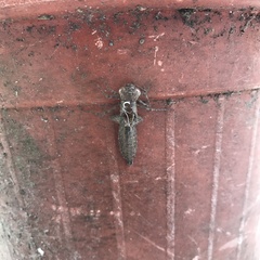 Odonata