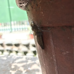 Odonata