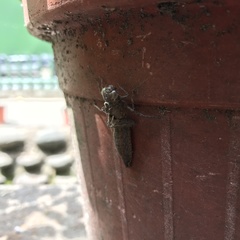 Odonata