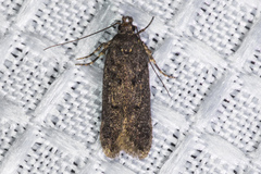 Platyedra subcinerea