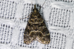 Eudonia rectilinea