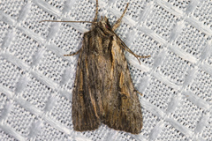 Aseptis susquesa