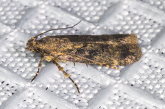 Platyedra subcinerea