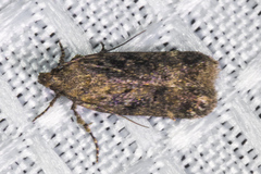 Platyedra subcinerea