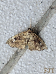 Scybalistodes periculosalis