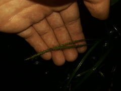 Carex hamata