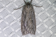 Parexcelsa ultraria