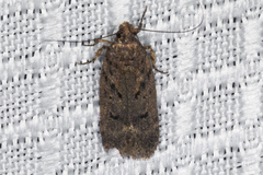 Platyedra subcinerea