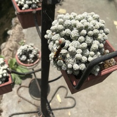 Sceliphron