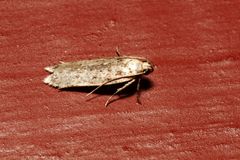 Monochroa quinquepunctella