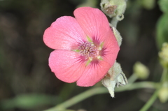 Sphaeralcea brevipes