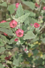 Sphaeralcea brevipes