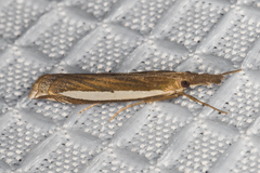 Crambus sperryellus