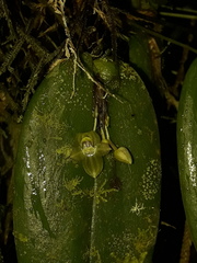 Pleurothallis epiglottis