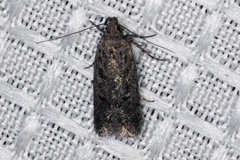 Platyedra subcinerea