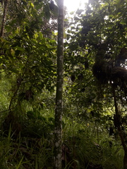 Chamaedorea linearis