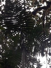 Chamaedorea linearis