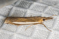 Crambus sperryellus