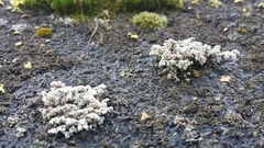 Stereocaulon paschale