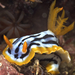 Streaked Chromodoris - Photo (c) Stewart Clarke, some rights reserved (CC BY-NC)