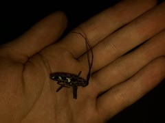 Taeniotes marmoratus