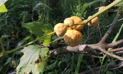 Puccinia alnetorum