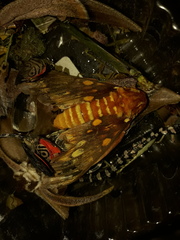 Citheronia equatorialis