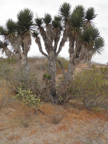 Yucca valida