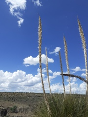 Dasylirion parryanum