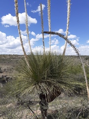 Dasylirion parryanum