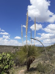 Dasylirion parryanum