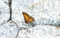 Vagrans sinha sinha