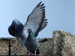 Columba livia
