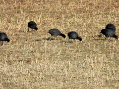 Fulica atra