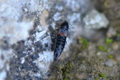 Aleochara bipustulata